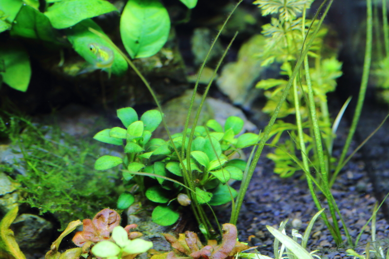 植栽から9日目　エキノドルス　アングスティフォリウス